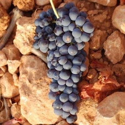 Bobal - czerwona odmiana winorośli z Hiszpanii