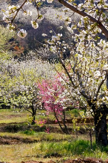 Valle del Jerte - kwitnące czereśnie