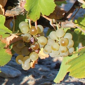 Grona winorośli - szczep verdejo