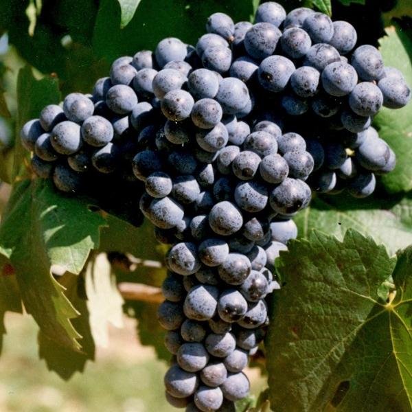 Grona winorośli - szczep wina monastrell (mourvedre)