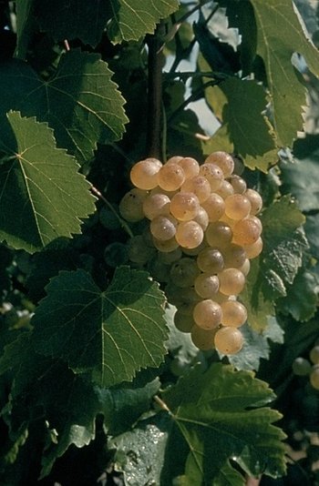 Chardonnay - szczep winorośli i wina odmianowe