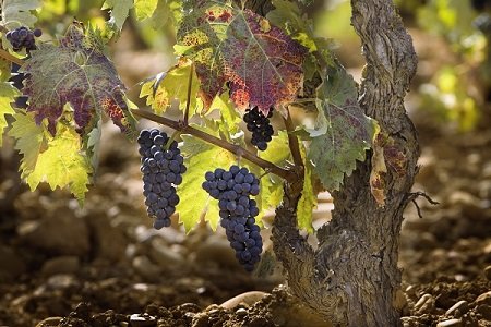Wino Rioja 1.jpg