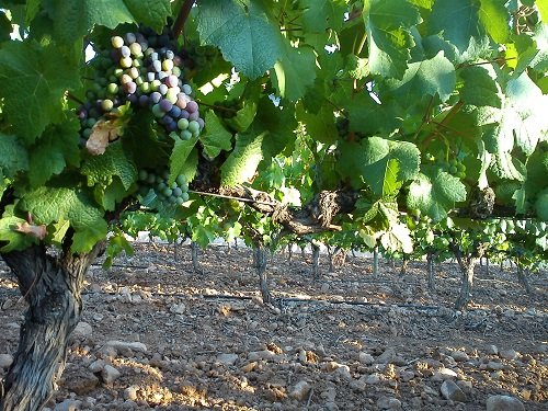 Vinedos Alfaro - wino Rioja 3.jpg
