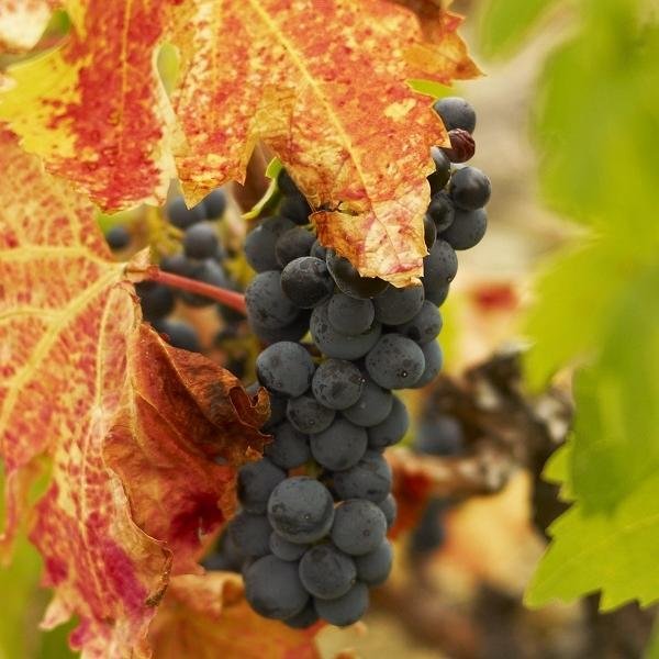 Garnacha (grenache) - odmiana winorośli i wina