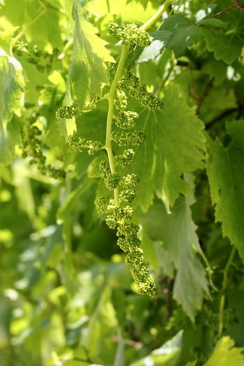 Okres wegetacyjny winorośli tempranillo