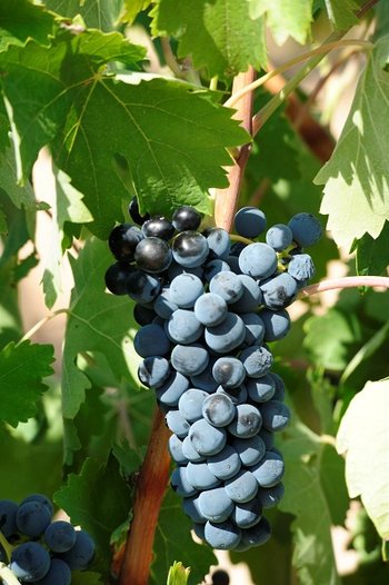 Monastrell - szczep noszący również nazwę mourvedre, wina i charakterystyka odmiany winorośli  