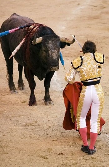 Toro bravo - hiszpański byk bitewny (corrida)