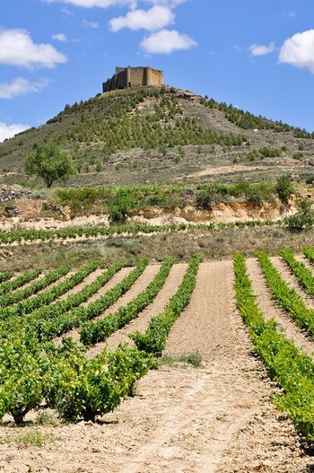 Warunki do uprawy winorośli w Hiszpanii