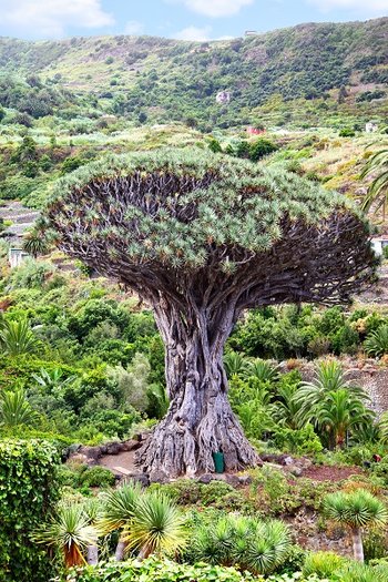 Teneryfa - drzewo smocze, tysiącletnia dracena w Icod de los Vinos