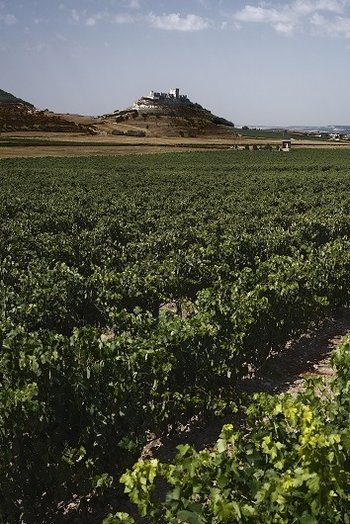 Pago de Carraovejas - wina hiszpańskie z DO Ribera del Duero