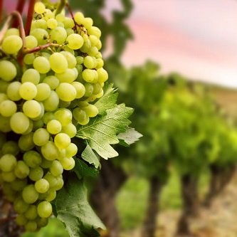 Szczepy wina - odmiany winorośli w Hiszpanii