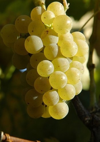 Szczep albariño - wina i odmiana winorośli