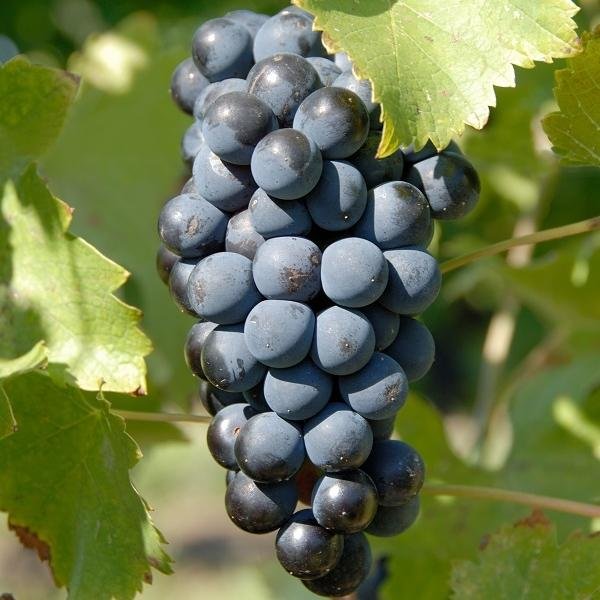 Szczep syrah (shiraz) - odmiana winorośli i wina