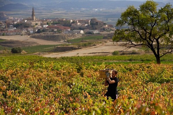 Bodegas Miguel Merino (DOC Rioja) - wino hiszpańskie