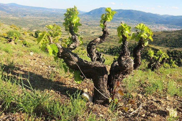 bodegas arrayan - vineyard Sierra de Gredos.JPG