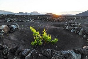 Winorośl na Lanzarote (Wyspy Kanaryjskie) wykorzystywana jest do produkcji ciekawych i bardzo dobrych win