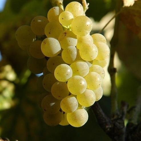 Odmiana winorośli i wina ze szczepu albariño