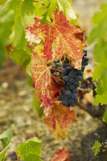 Szczep garnacha (grenache) - wina i odmiana winorośli