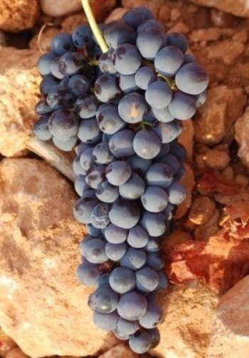 Wina hiszpańskie - odmiana winorośli bobal z okolic Walencji 