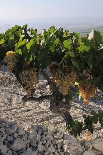 Palomino - odmiana winorośli i wina hiszpańskie