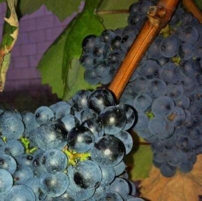 Graciano - odmiana winorośli i wina (Hiszpania)