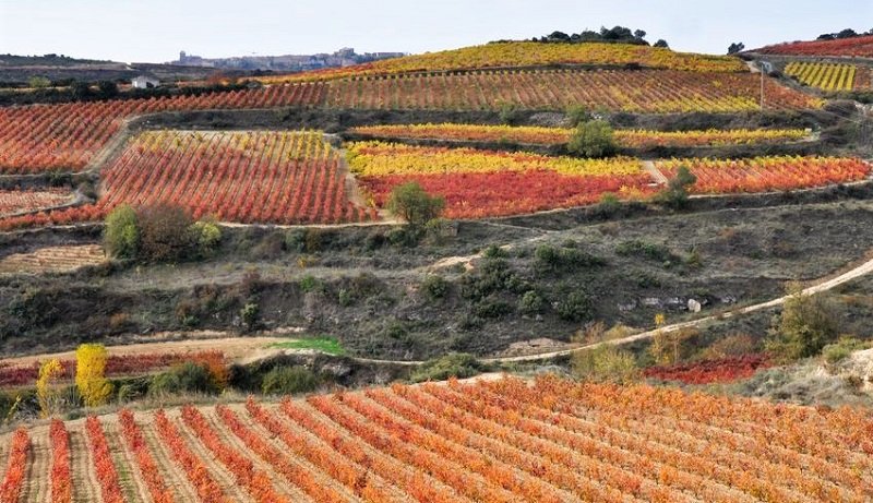 Jesień w Hiszpanii - winnice w La Rioja