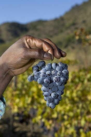 Artykuł o winiarzach, którzy przyczynili się do renesansu wielkiego wina z regionu DOQ Priorat