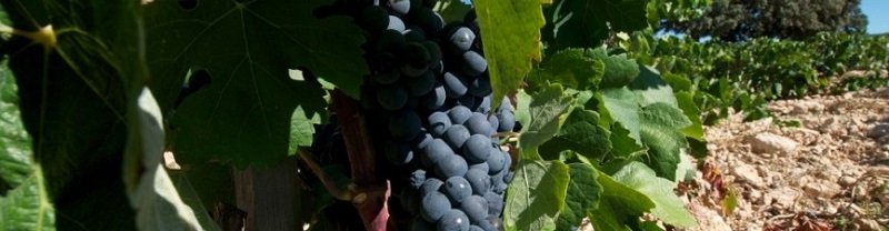 Wina hiszpańskie - odmiana winorośli bobal