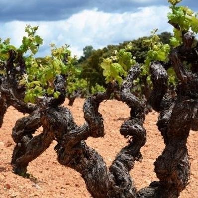 Bodega Mustiguillo - producent wina w Hiszpanii