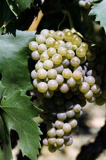 Szczep malvasia - odmiana winorośli i wina odmianowe