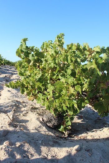 Poznaj szczep winorośli verdejo znany z odmianowych win z apelacji DO Rueda