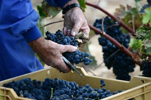 ręczne-zbiory-winogron-Rioja.jpg