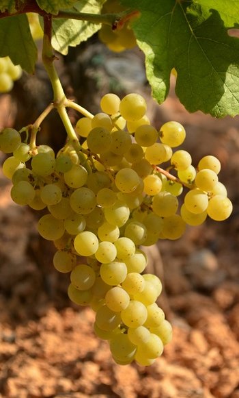 Merseguera - wina hiszpańskie ze szczepu endemicznego z okolic Walencji