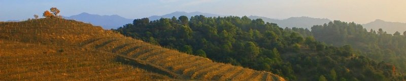 Artykuł o pionierach nowoczesnego winiarstwa w regionie DOQ Priorat w Hiszpanii