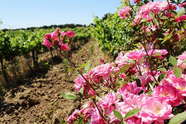bodegas arrayan - vineyard 1.jpg