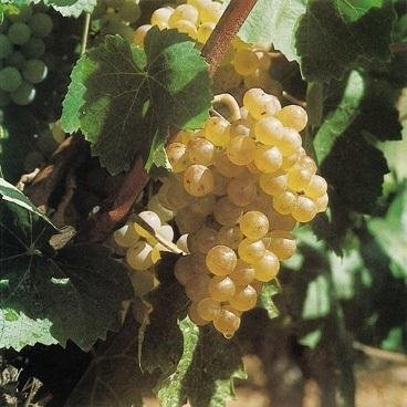 Xarel-lo - szczep wina i odmiana winorośli