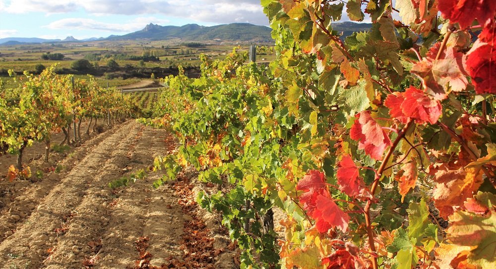Rioja - zwiedzanie winiarni i winnic