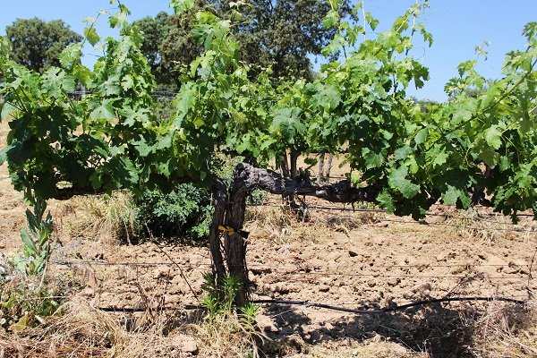 bodegas arrayan - vineyard 3.jpg