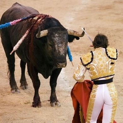 Toro bravo - hiszpański byk bitewny (corrida)