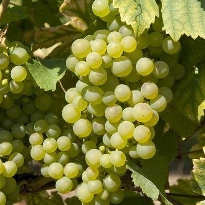 Palomino - odmiana winorośli i wina