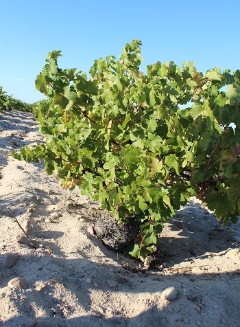 Artykuł o winiarni Ossian Vides y Vinos z regionu Rueda w Hiszpanii