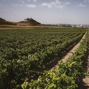 Wina i winiarnia Pago de Carraovejas - DO Ribera del Duero