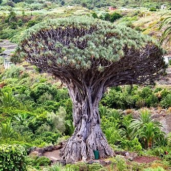 Najstarsze drzewo smocze czyli tysiącletnia dracena z Icod de los Vinos na Teneryfie